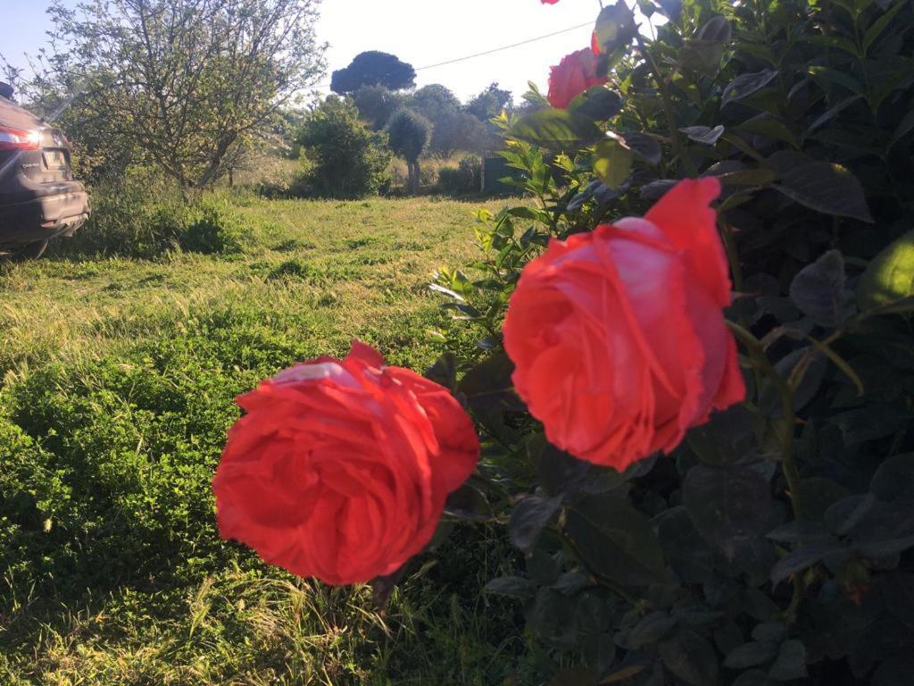 Quinta Das Teimosas By Stay In Alentejo Cercal do Alentejo Ngoại thất bức ảnh